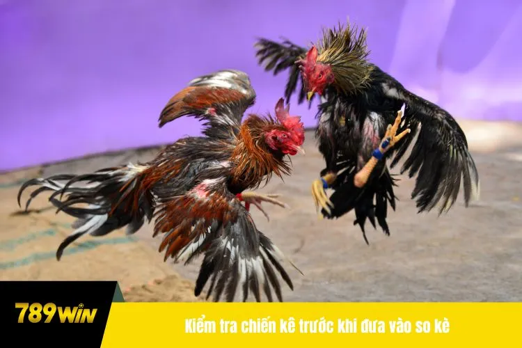 Kiểm tra chiến kê trước khi đưa vào so kè